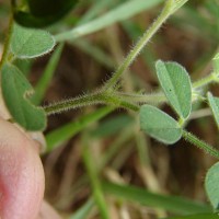 Tephrosia pumila (Lam.) Pers.